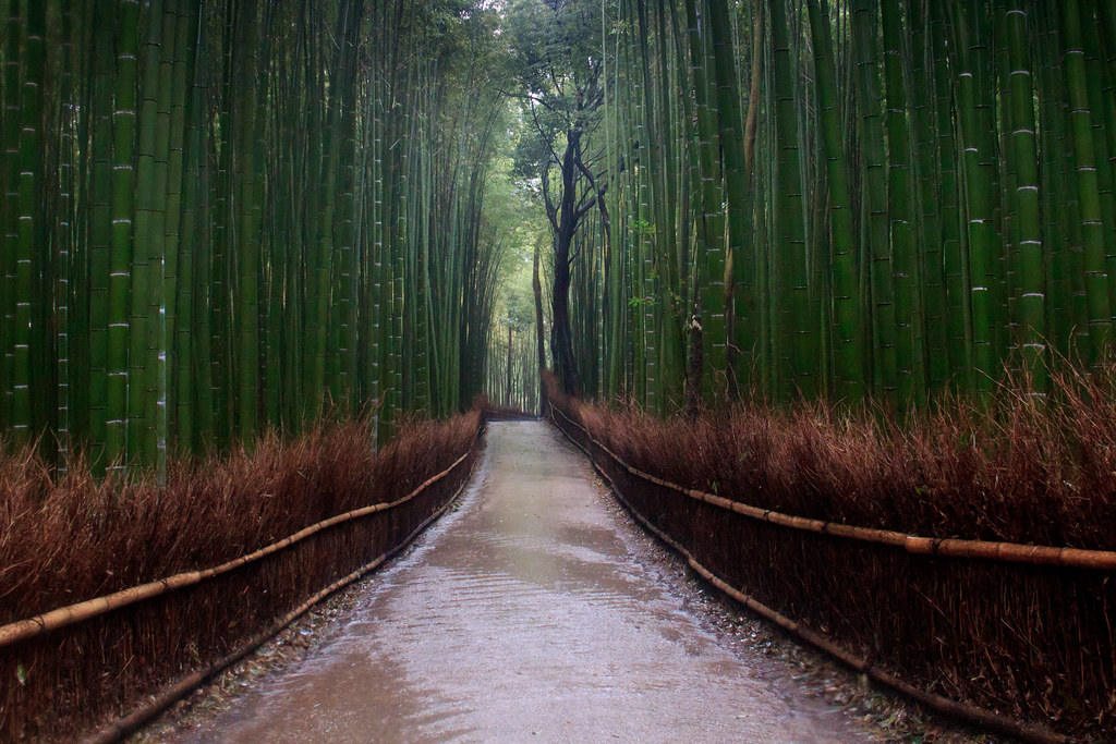 Bamboo Walk The Bamboo Garden, Kyoto Japan This was in pou… Flickr