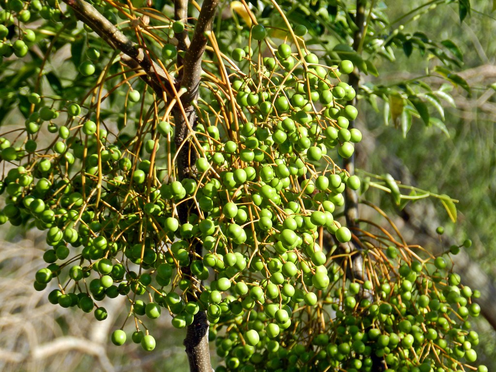 bolitas de paraiso juan carlos piola Flickr