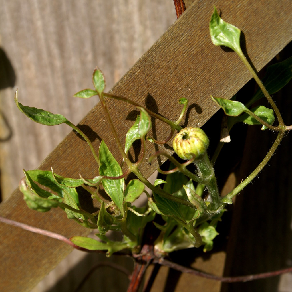 Clematis leaf "curl"? Looks diseased, and the bud doesn't … Flickr