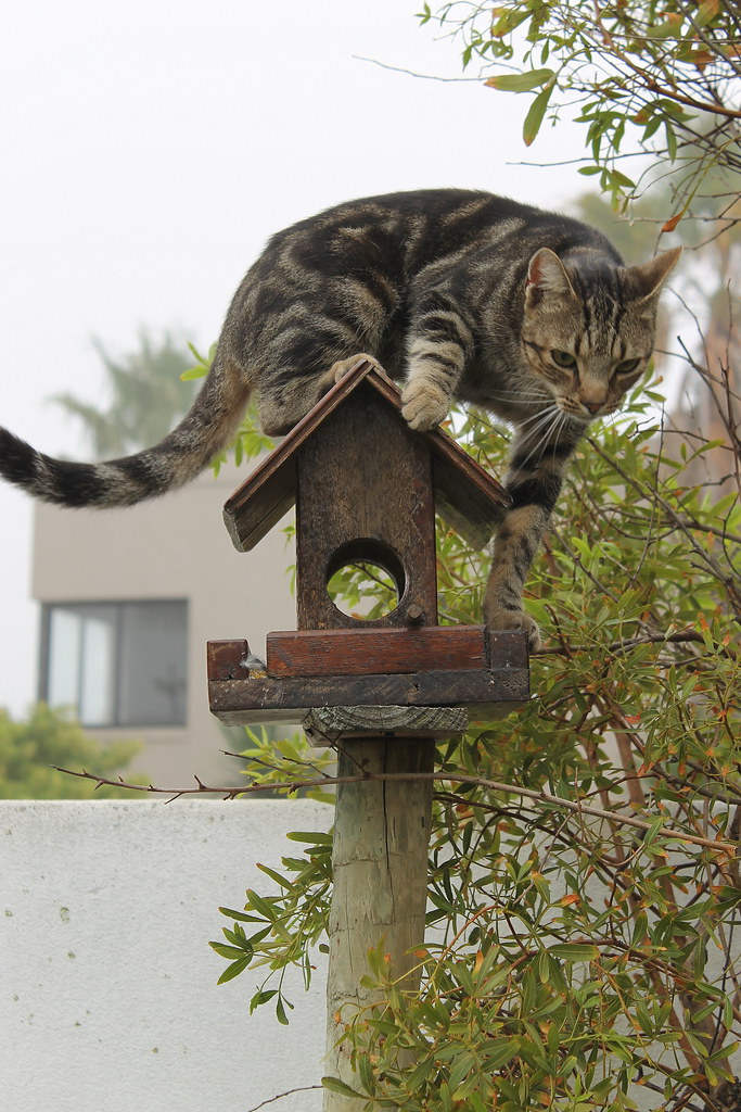 Cat hunting for birds Our cat out hunting for birds. He wa… Flickr