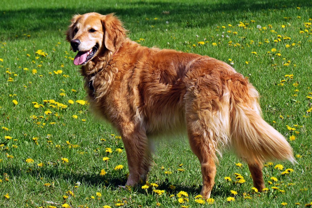 Golden Retriever The Golden Retriever is a mediumsized br… Flickr