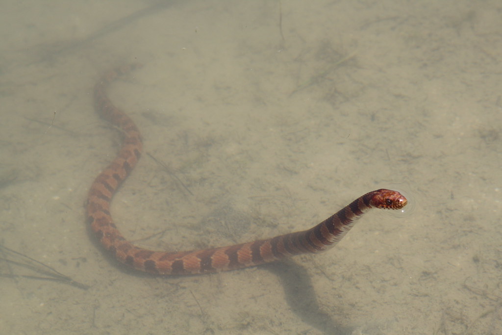 Midland Watersnake Warm Springs National Fish Hatchery (es… GA
