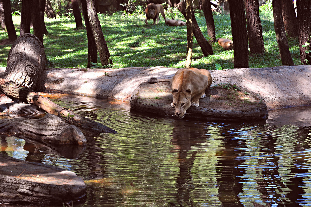 at the water hole scenes from the lion king. girl enchanted Flickr