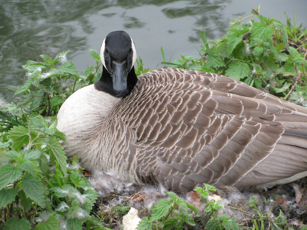 Female Canada Goose Sitting on Eggs Weibliche Kanadagans b… Flickr