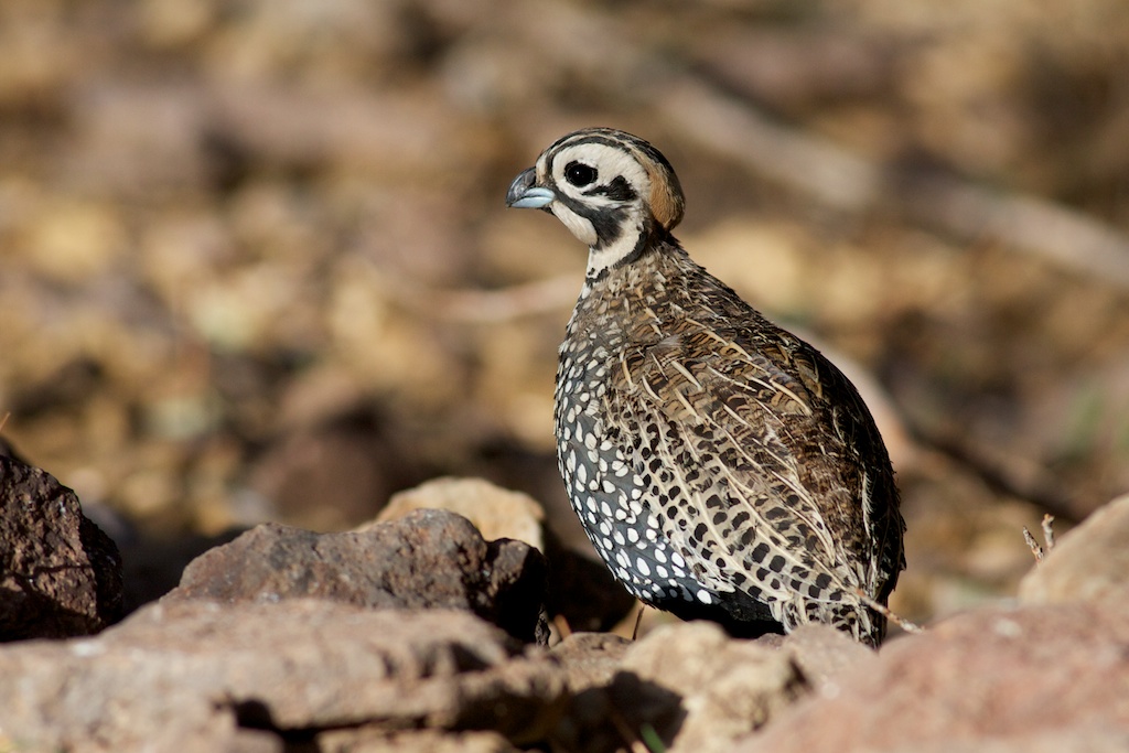 Montezuma Quail Texas Montezuma Quail (Cyrtonyx montezum… Flickr