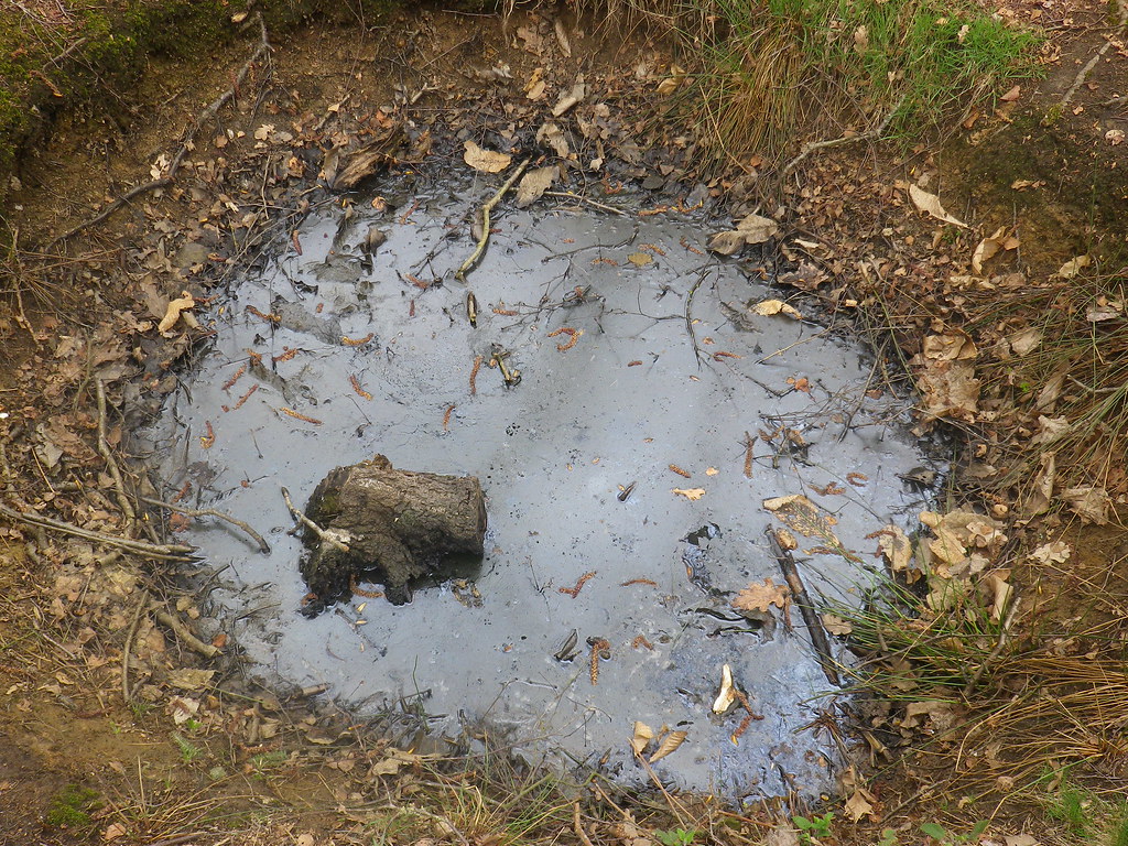 Stagnant Water at Sanctuary Wood Museum (Hill 62) Trip to … Flickr