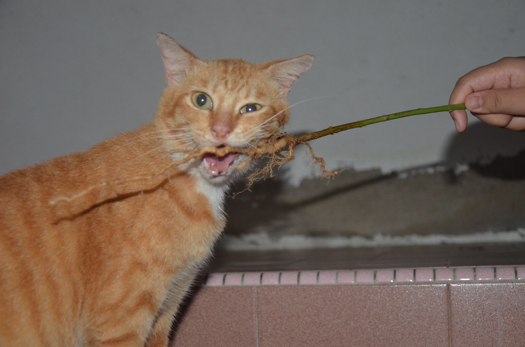 [DSC_3290] Kucing & Akar pokok Kucing Galak Lokasi Kota B… Flickr