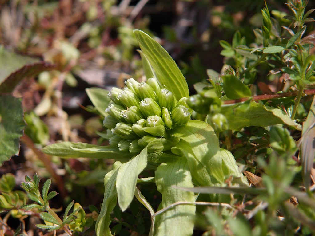 edible flower bud of the fuki (Petasites japonicus) plant,… Flickr