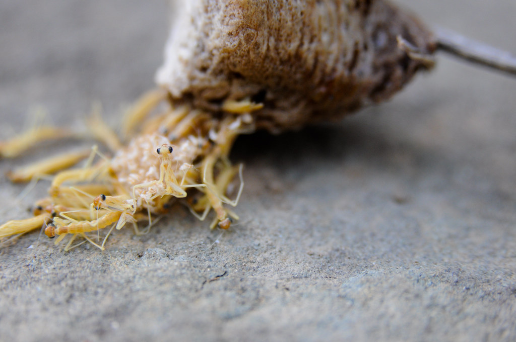praying mantis egg "hatching" these are everywhere. we cou… Flickr