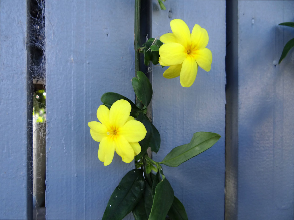 Yellow and blue go together quite well. HFF and have a gre… Flickr