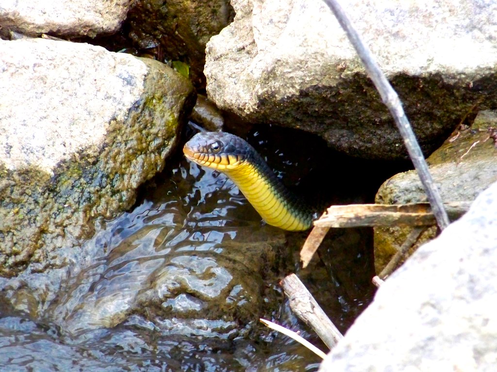 yellow belly water snake found in Dunklin county MO Flickr