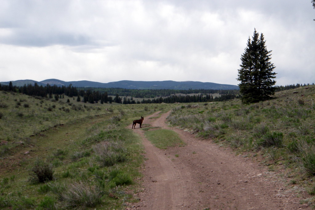 Road from the cabin to La Jara Reservoir Russ Flickr