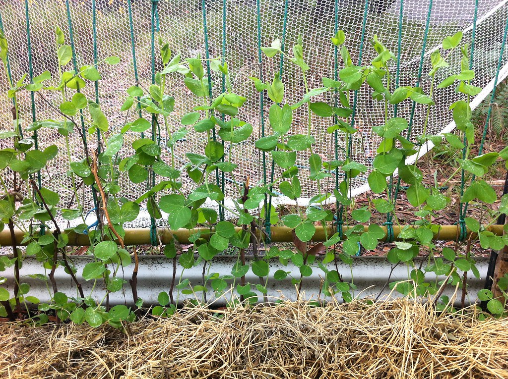 Snow peas growing on the bamboo and rope trellis Doug Beckers Flickr
