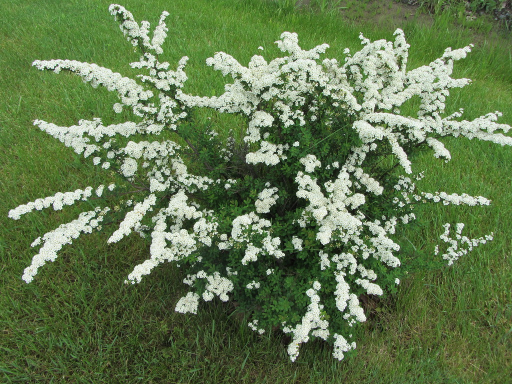 White Spirea Bush/ Bridal Bush Zone 5 May 25, 2012 Flickr