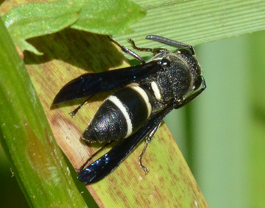 Black and White Wasp Black and white wasp Euodynerus bid… Jimmy Smith Flickr