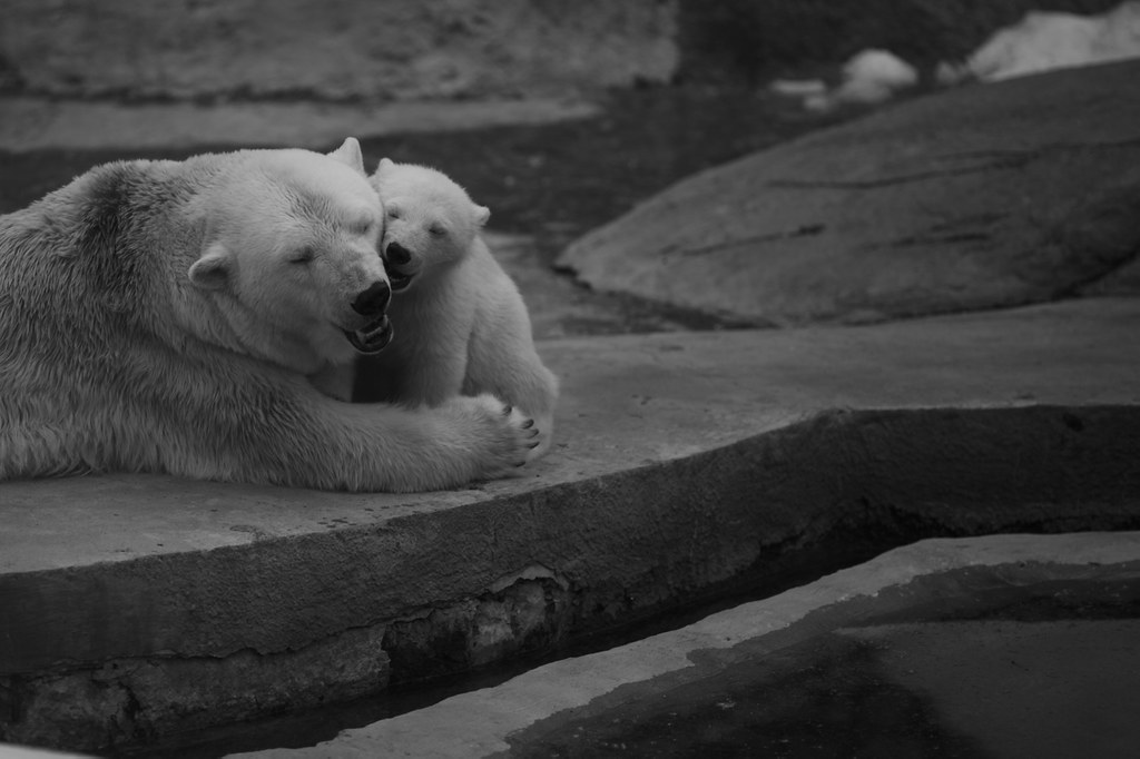 Polar feelings Mom and son polar bears hugs in moscow zoo.… Boris