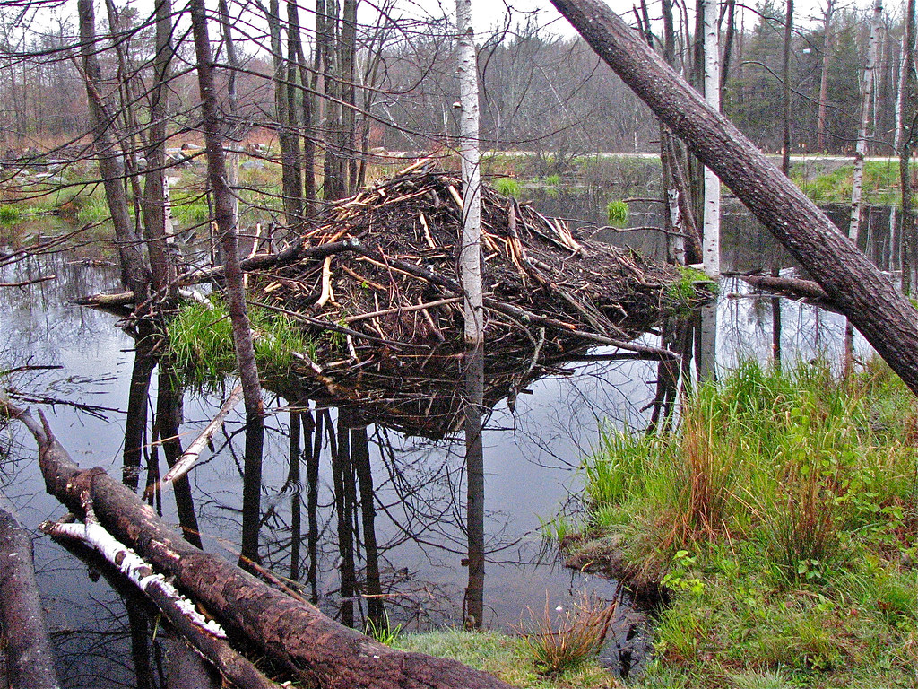 busy • beavers Peaks Island, Maine USA • Beavers' • Progre… Flickr