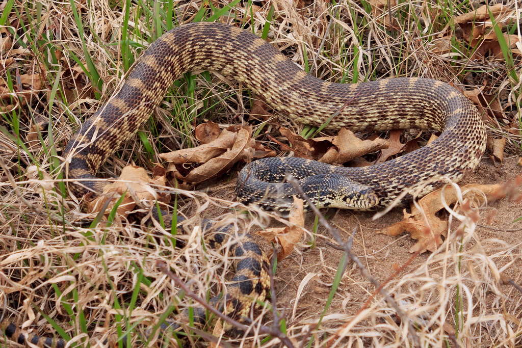 Bull Snake First time seeing snakes this year. Saw two sma… Flickr