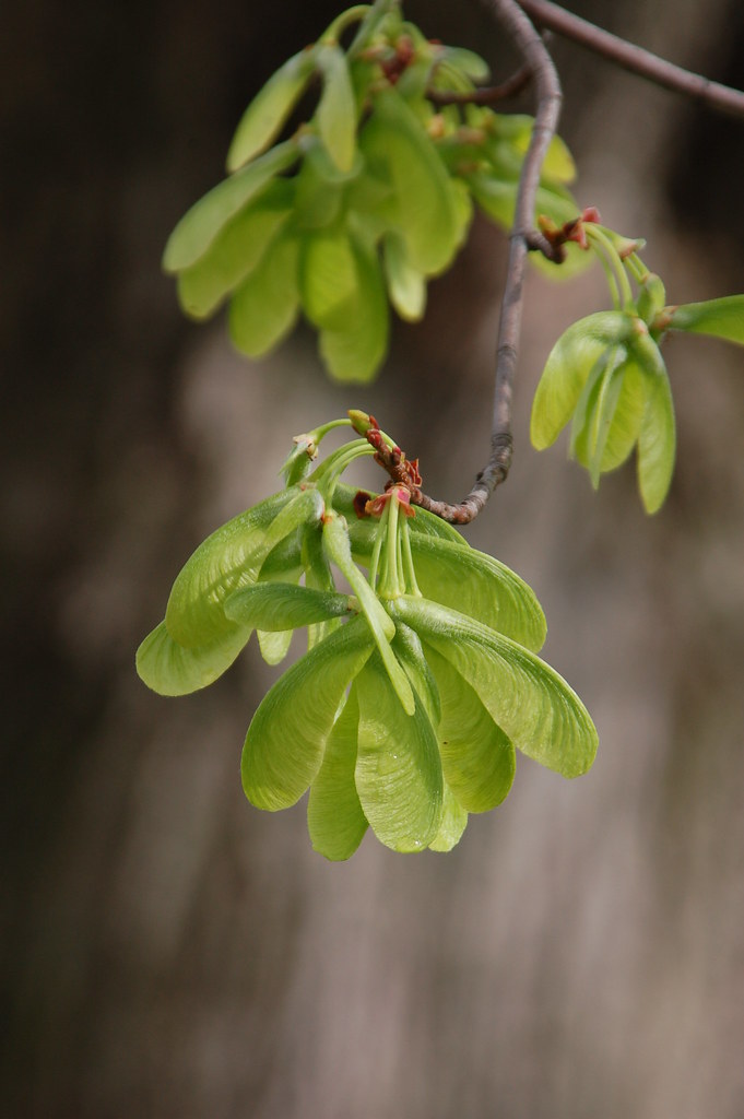 Silver Maple wingedseeds David Flickr