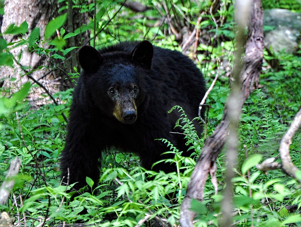 Mama Bear Mama with two cubs nearby. On the Roaring Forks … Flickr
