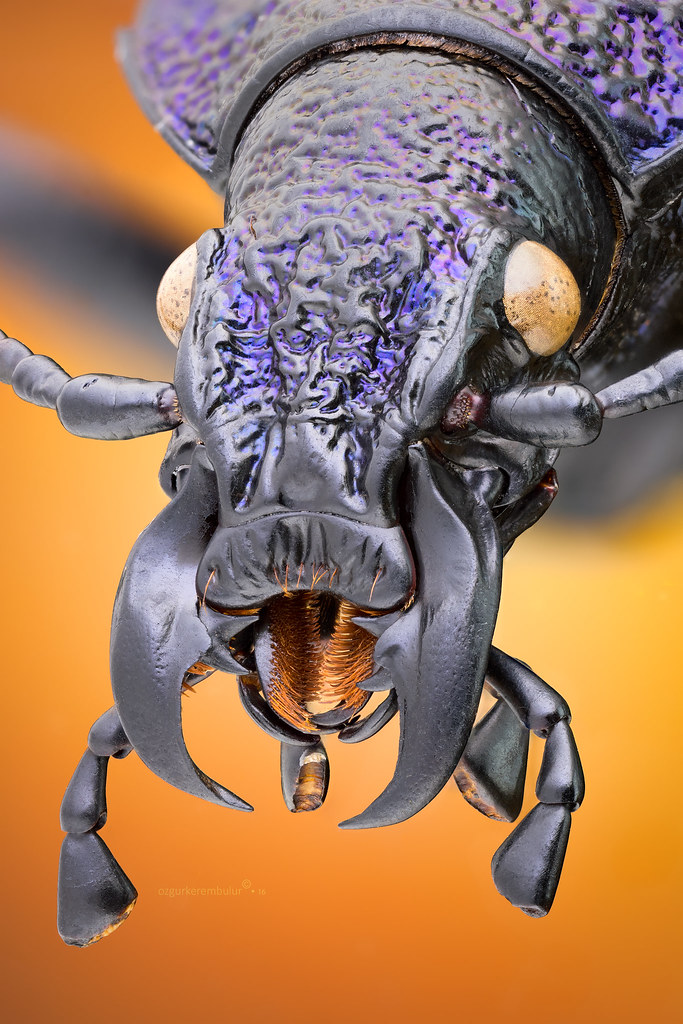 The Mandiples Studio portrait of a Ground beetle The Magni… Flickr