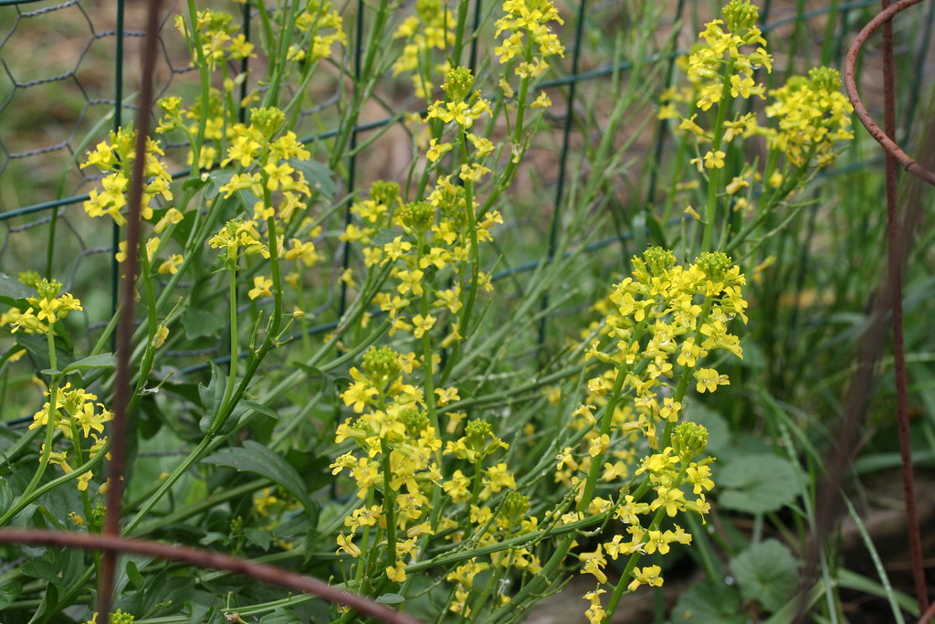 wild mustard weed carletongardener Flickr
