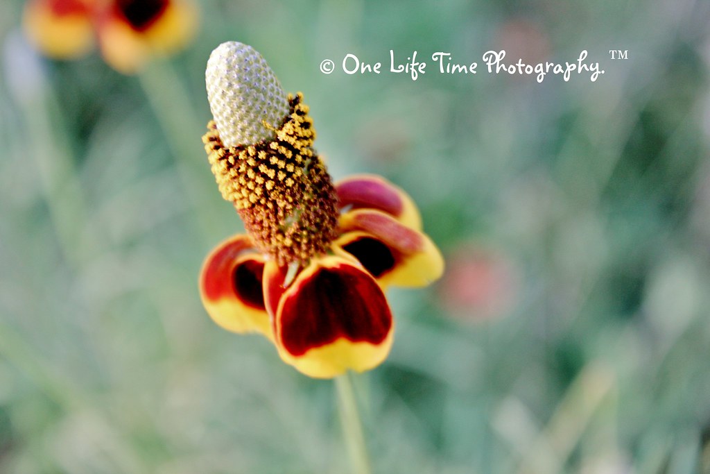 Funny Flower! When I first saw this little guy, I immediat… Flickr