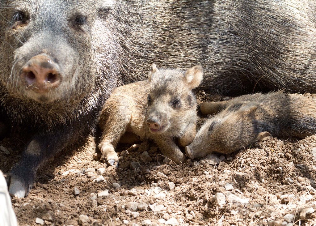 Baby Javelina twins Doris Evans Flickr
