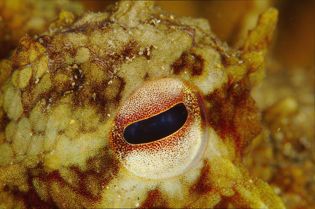 Octopus Eye This octopus was siting right between all the … Flickr