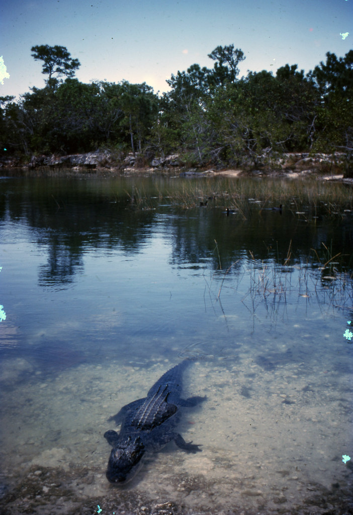 MM00036091 Alligator in the Blue Hole on Big Pine Key in A… Flickr