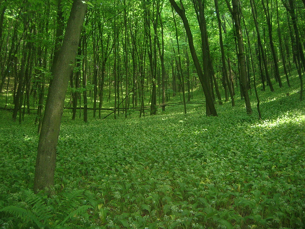 Kiev Ukraine forest Random forest 100 km from Kiev, Ukrain… Flickr