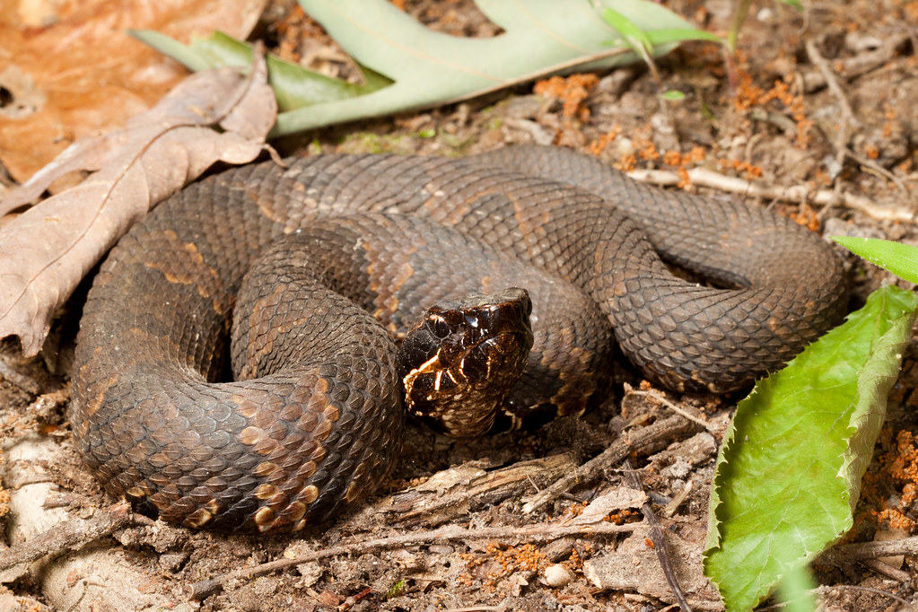 Western Cottonmouth Agkistrodon piscivorus leucostoma Natalie