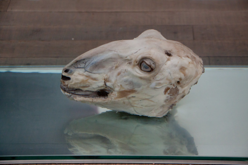 Damien Hirst Sheep Head The Tate Modern, London UK Flickr