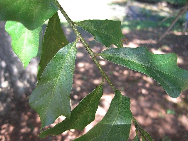 water oak leaves Flickr Photo Sharing!