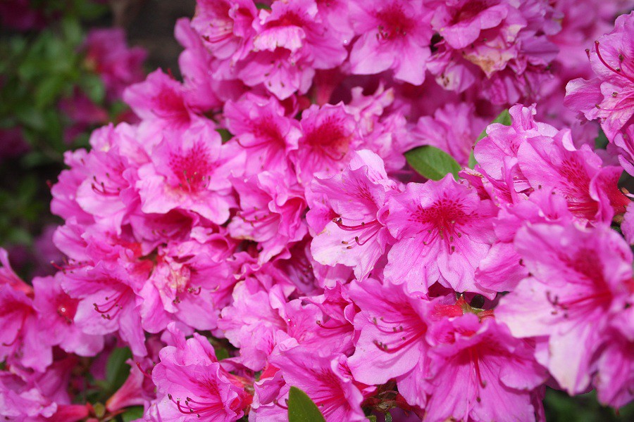 Azalea X 'Herbert' Zone 59 Height moderate grower to 2… Flickr