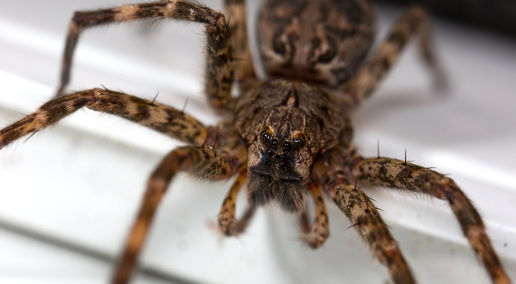 Dock Spider (Dolomedes) Dolomedes is a genus of large spid… Flickr