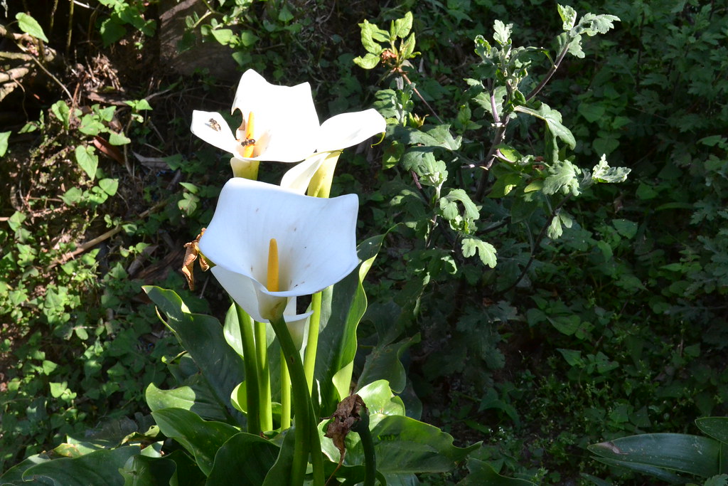 Can any body name this beautiful cone shaped white flower?… Flickr