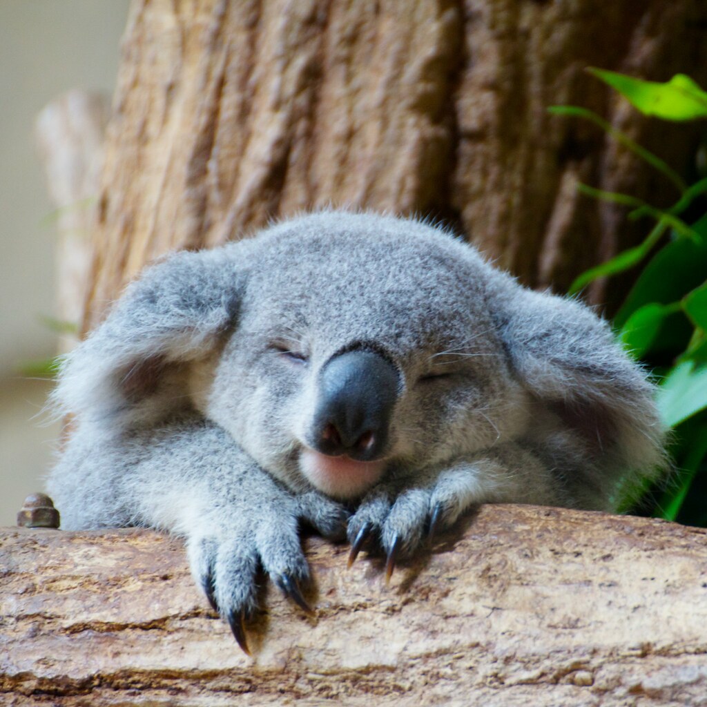Koala at Higashiyama zoo Tomo NORI Flickr