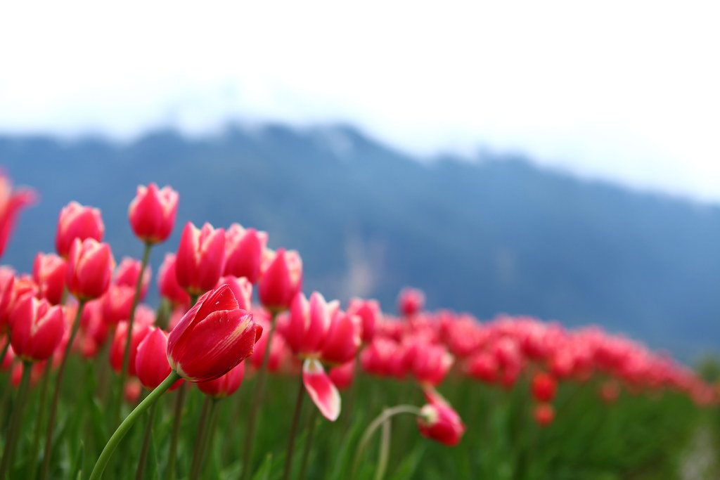 2012 Tulip Festival Agassiz, BC, Canada Tulips of the Va… Flickr