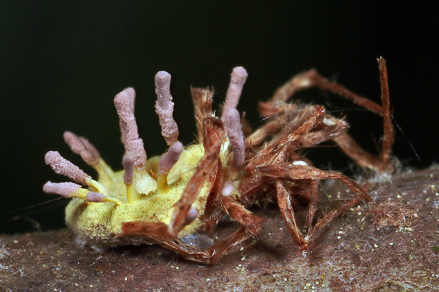 fungus infected spider Flickr Photo Sharing!