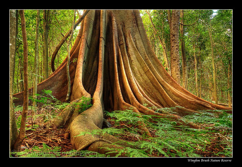 Wingham Brush Nature Reserve Moreton Bay Fig tree in Wingh… Flickr