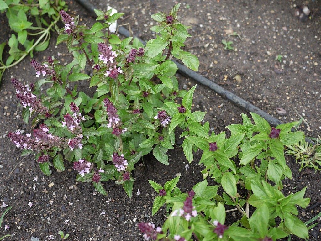CINNAMON OR MEXICAN BASIL Ocimum basilicum Var. CINNAMON O… Flickr