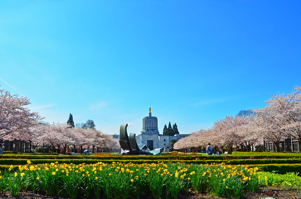 Cherry Blossoms Salem Oregon Salem Oregon Edmund Garman Flickr