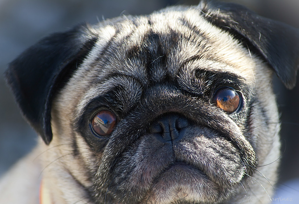Pug o Carlino El Pug o Carlino es una raza de perro miniat… Flickr