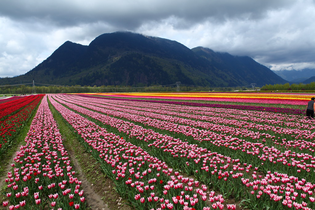2012 Tulip Festival Agassiz, BC, Canada Tulips of the Va… Flickr