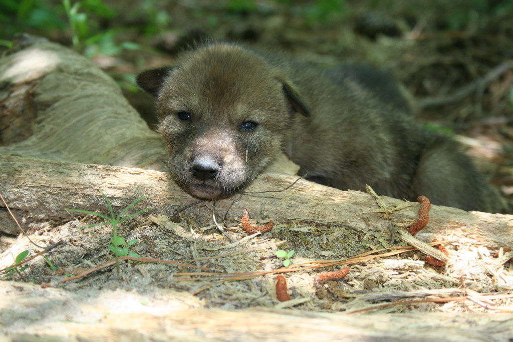 Red wolf puppy Photo Credit Ryan Nordsven/USFWS Red Wolf Flickr