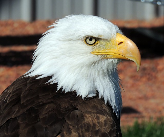 Lincoln Bald Eagle Explore bob pruner's photos on Flickr… Flickr