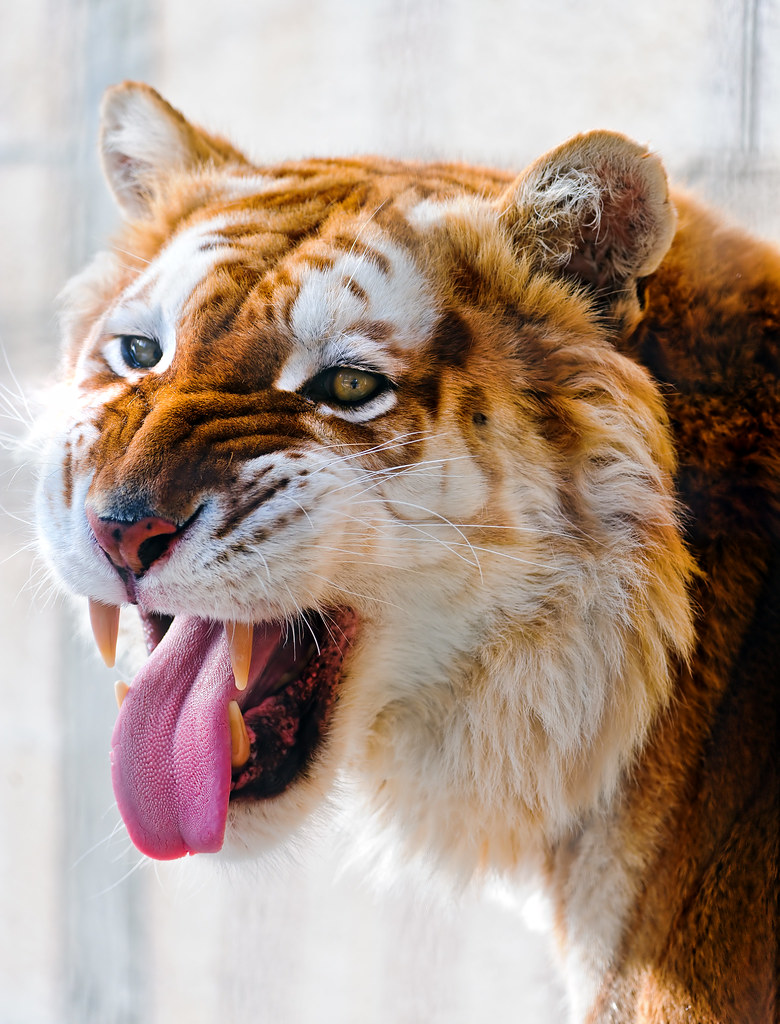Flehmen golden tiger On this photo, the male golden tiger … Flickr