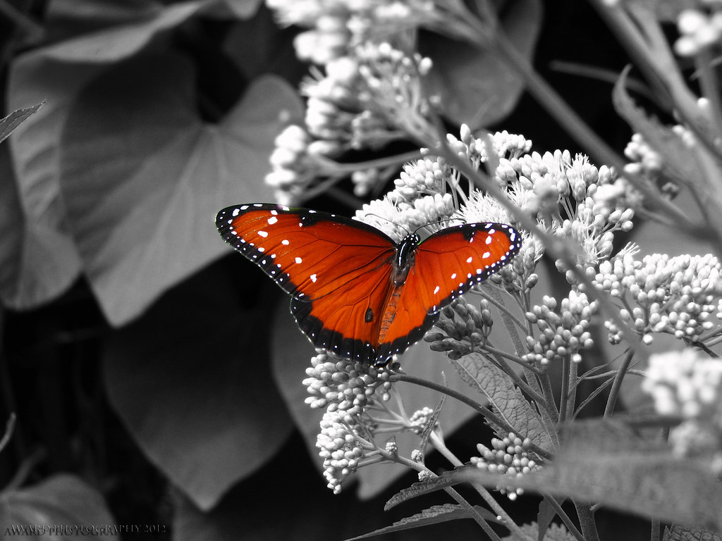 Kirkville How to Use Selective Color Editing in Apple Photos