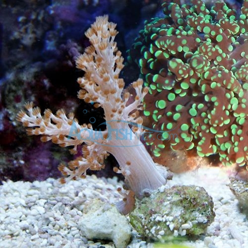 Kenya Tree Coral Capnella sp AquaFishViet Flickr